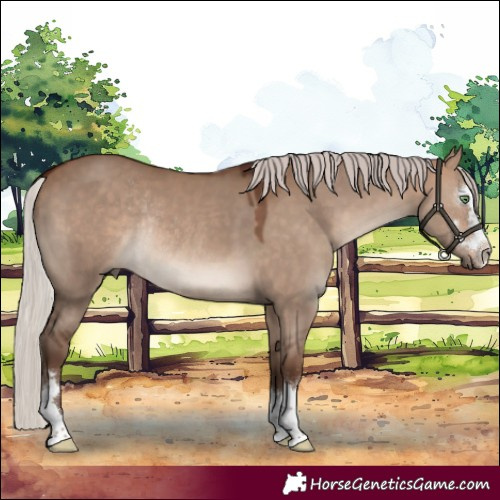 Horse Color:Silver Brown Dun Rabicano 