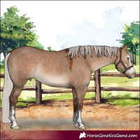 Horse Color:Silver Brown Dun Rabicano 