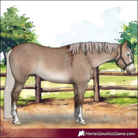 Horse Color:Silver Brown Dun Rabicano 