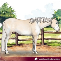 Horse Color:Silver Buckskin Pearl Dun Sabino Rabicano 