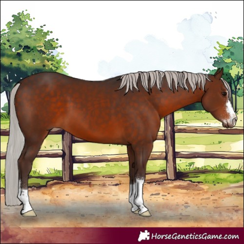 Horse Color:Silver Brown 