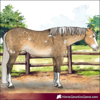 Horse Color:White Spotted Silver Buckskin Dun Splash Rabicano 