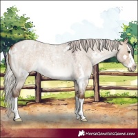 Horse Color:White Spotted Silver Bay Roan Dun Splash Rabicano