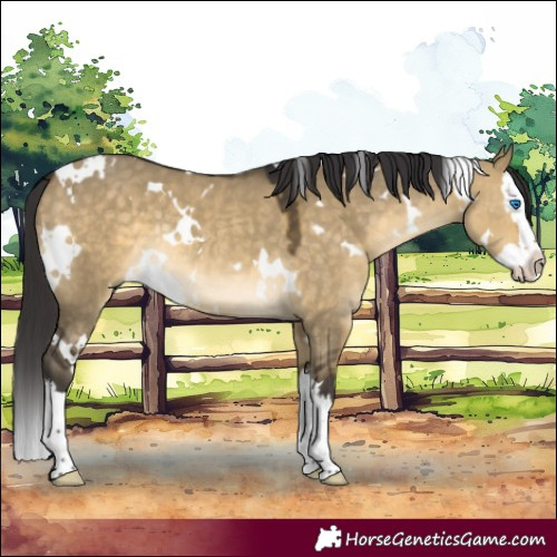 Horse Color:White Spotted Buckskin Dun Splash Rabicano 