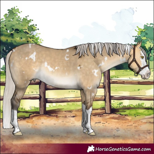 Horse Color:White Spotted Silver Buckskin Dun Splash Rabicano 