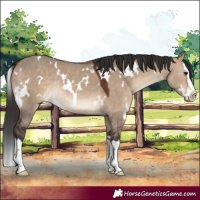 Horse Color:White Spotted Bay Dun Splash Rabicano 