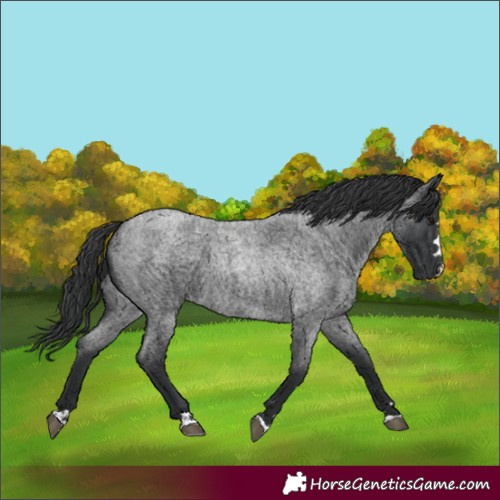 Horse Color:Blue Roan 