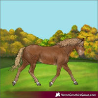 Horse Color:Gray Chestnut 