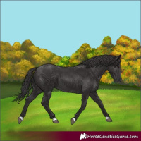 Horse Color:Smoky Black 