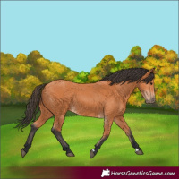 Horse Color:Bay 