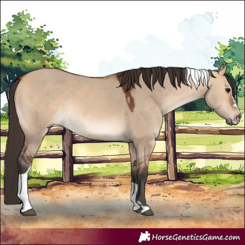 Horse Color:Bay Dun Tobiano Rabicano 