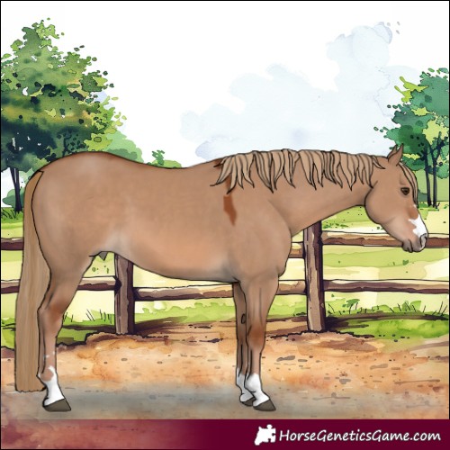 Horse Color:Red Dun 