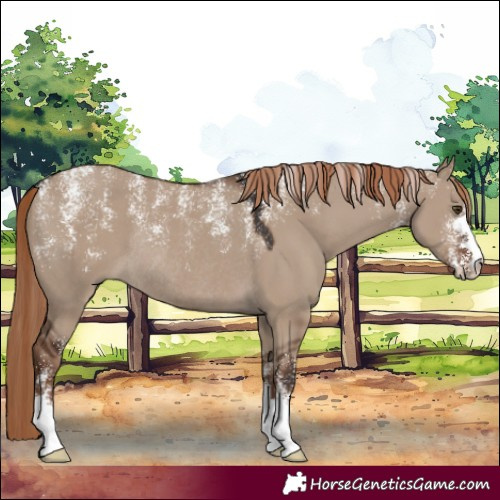 Horse Color:Powder White Liver Red Dun Rabicano 