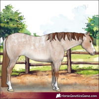 Horse Color:Powder White Red Dun Roan Rabicano 