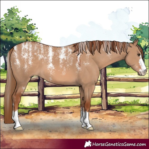 Horse Color:Powder White Red Dun 