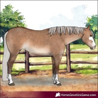 Horse Color:Silver Brown Dun