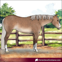 Horse Color:Silver Bay Dun 