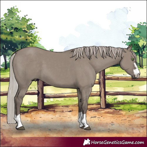 Horse Color:Silver Grullo 