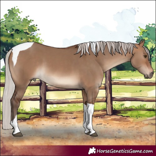 Horse Color:Silver Brown Dun Tobiano 