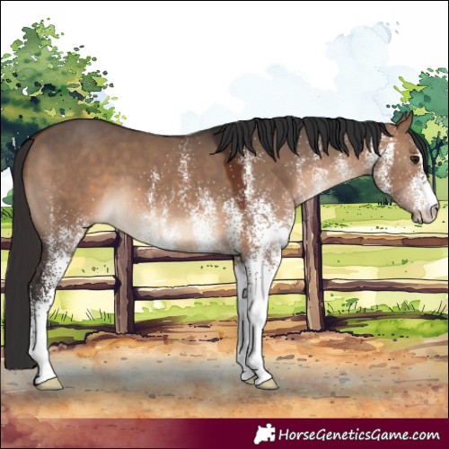 Horse Color:White Spotted Brown Dun 
