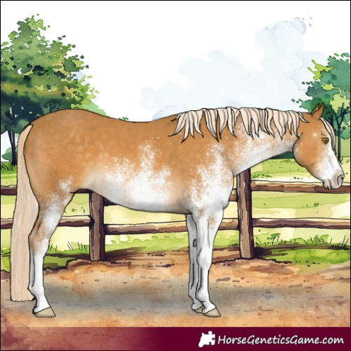 Horse Color:White Spotted Palomino 