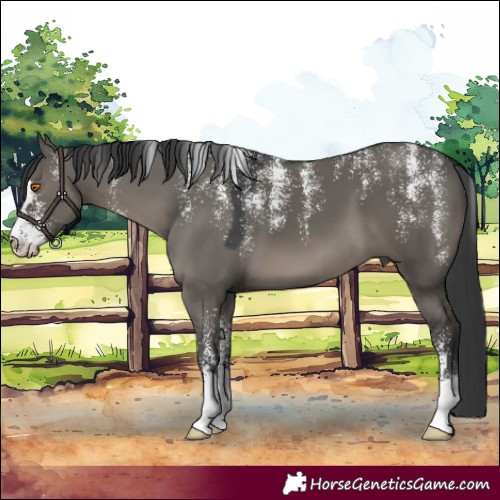 Horse Color:Powder White Grullo 