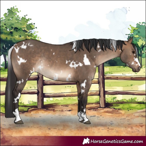 Horse Color:White Spotted Brown Dun Rabicano 