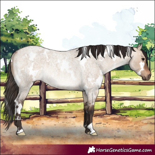 Horse Color:White Spotted Brown Roan Dun Rabicano 