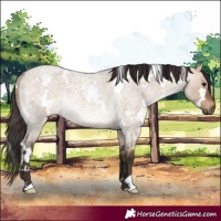 Horse Color:White Spotted Brown Roan Dun Rabicano