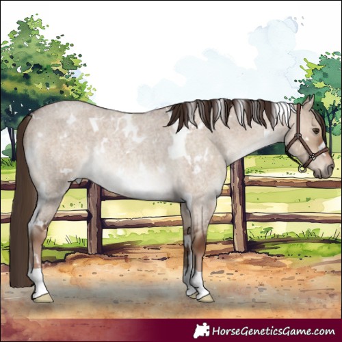 Horse Color:White Spotted Liver Red Dun Roan Rabicano 