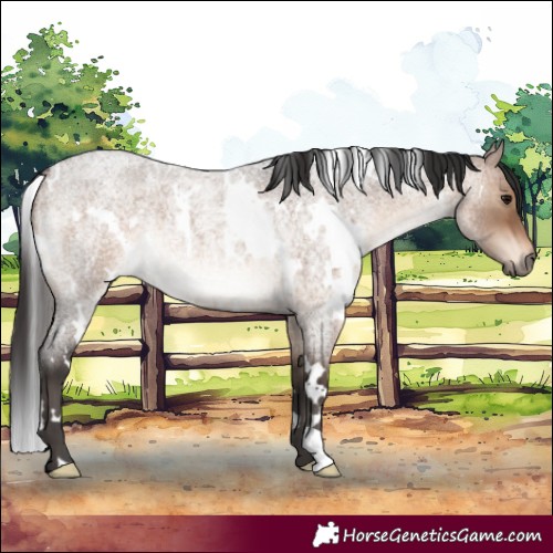 Horse Color:White Spotted Brown Roan Dun Rabicano 
