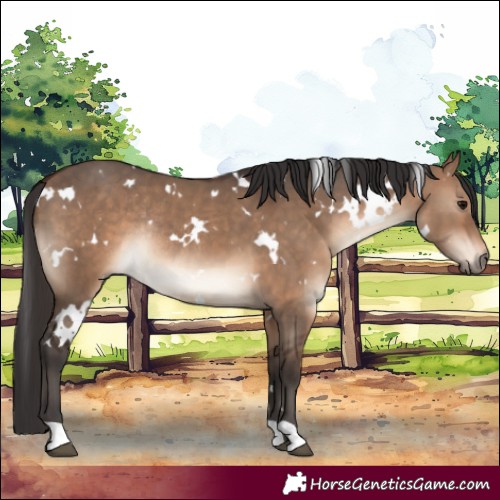 Horse Color:White Spotted Brown Dun Rabicano 