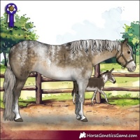 Horse Color:Powder White Silver Smoky Grullo Rabicano Brindle 