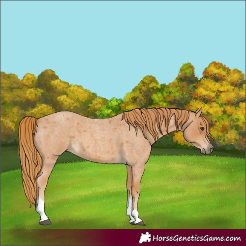 Horse Color:Red Roan Tobiano 
