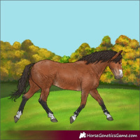 Horse Color:Bay 