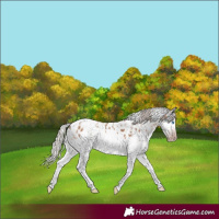 Horse Color:Gray White Spotted Silver Amber Champagne Splash Frame Appaloosa Rabicano 