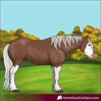 Horse Color:Silver Black Splash 