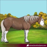 Horse Color:Silver Black Splash 