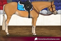 Horse Color:Palomino Frame