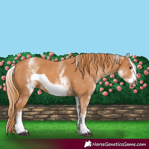 Horse Color:White Spotted Chestnut Frame