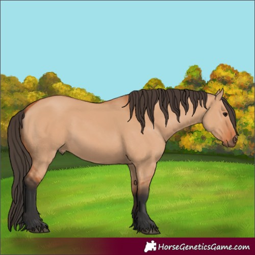 Horse Color:Bay Dun