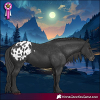 Horse Color:Black Appaloosa