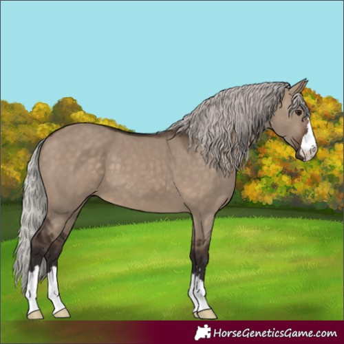Horse Color:Silver Brown Dun 
