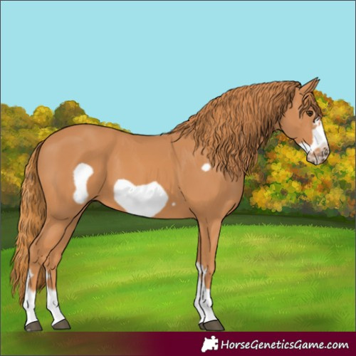 Horse Color:Chestnut Frame 