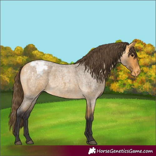 Horse Color:Buckskin Roan Appaloosa 