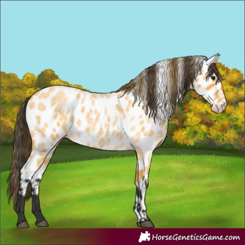 Horse Color:Buckskin Roan Appaloosa