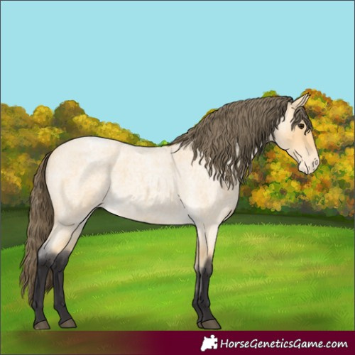 Horse Color:Buckskin Roan Appaloosa 