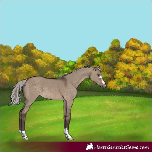 Horse Color:Silver Brown Dun 