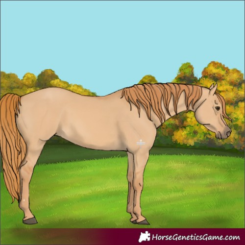 Horse Color:Red Dun 