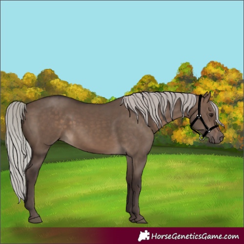 Horse Color:Silver Brown Dun 
